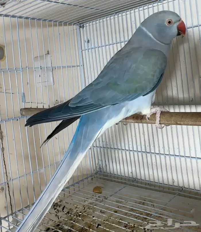 للبيع انثي دره كلير تيل فايلوت تزكواز وايت هيد 0