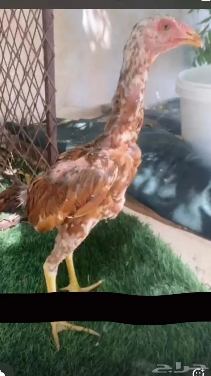 دجاج سندي بيور فاخر 29