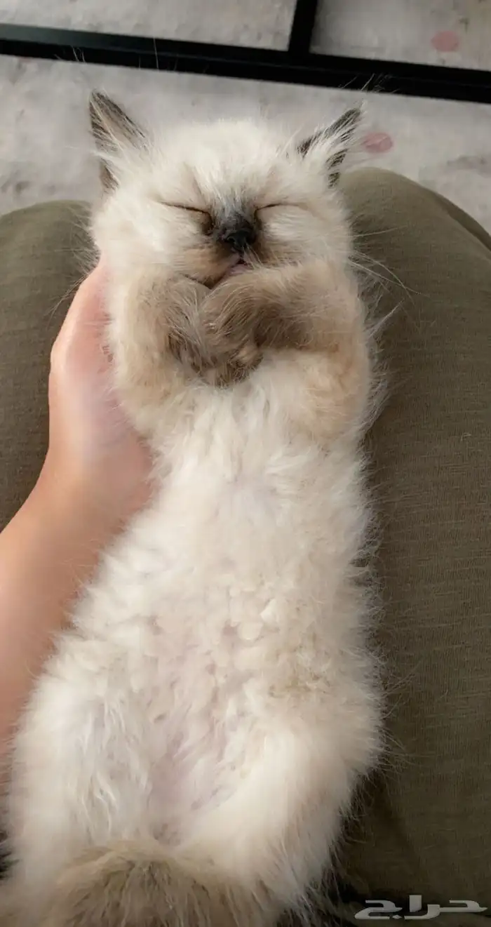 قطط لبيع شيرازيه سكوتش )) ) 9