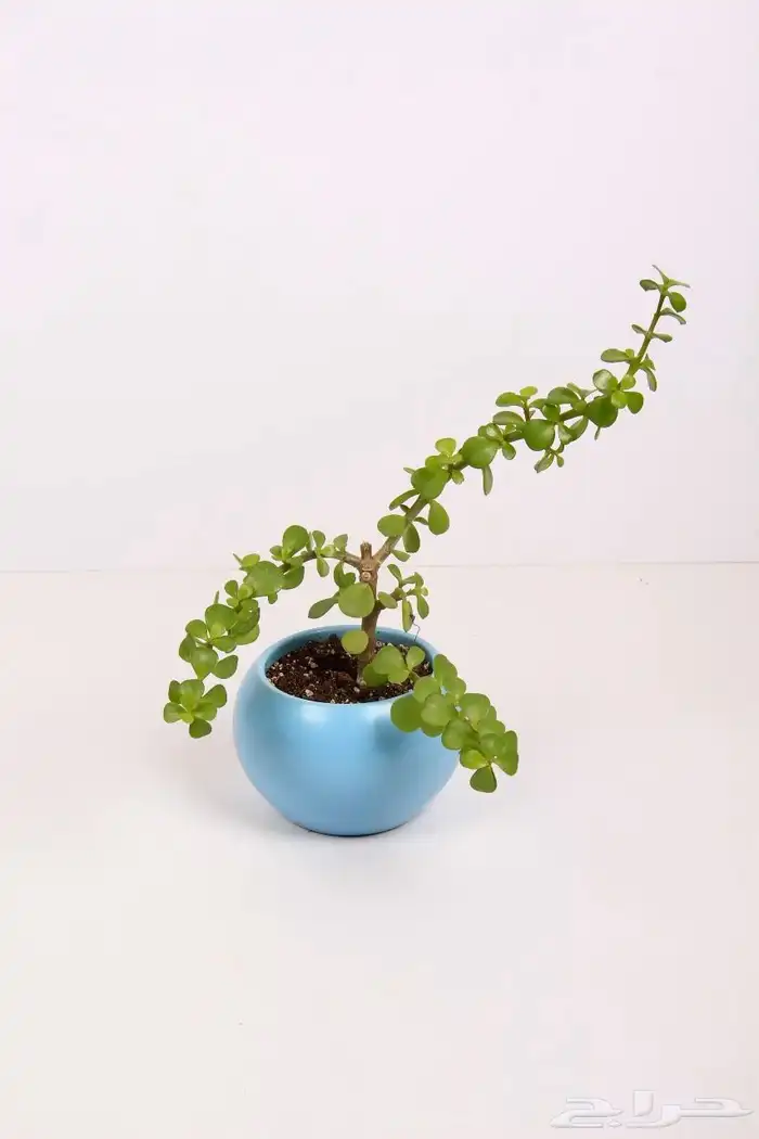 تصوير منتجات ومناسبات 3