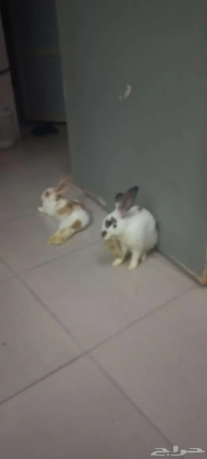 Rabbit 8 months 0