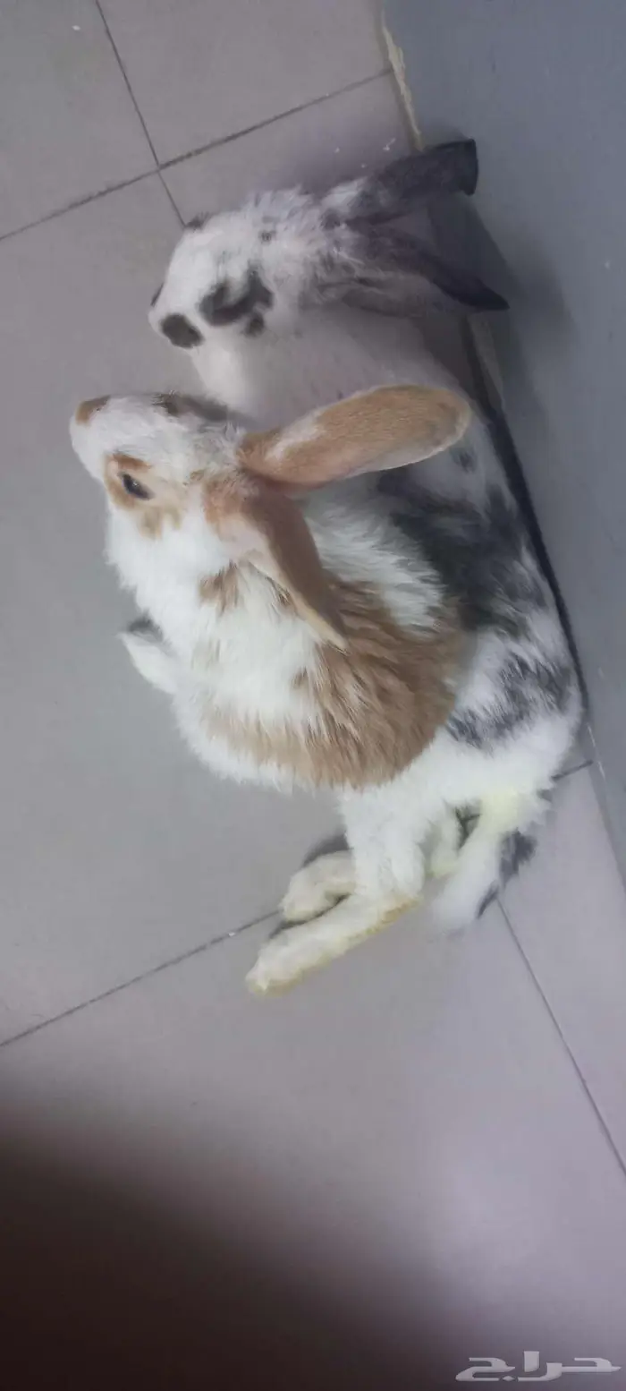 Rabbit 8 months 2