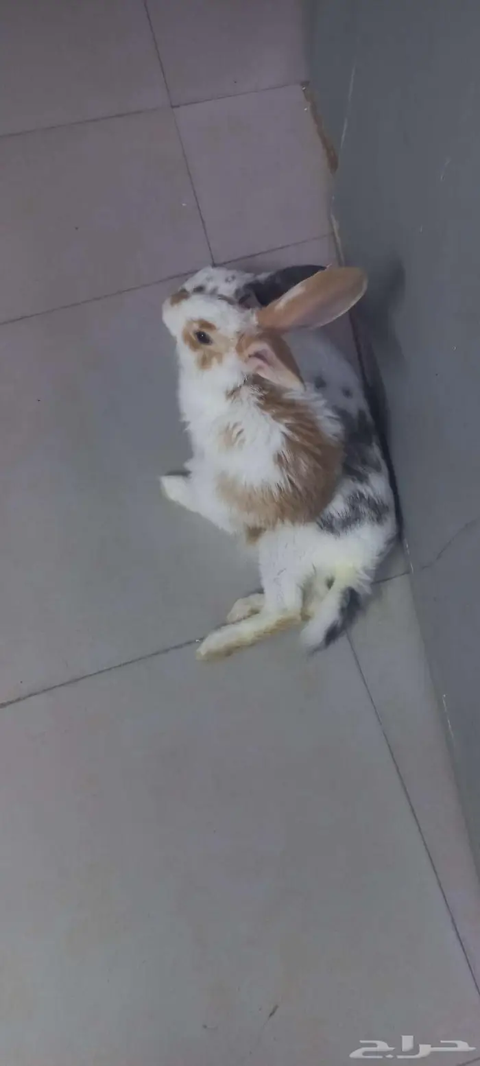Rabbit 8 months 1