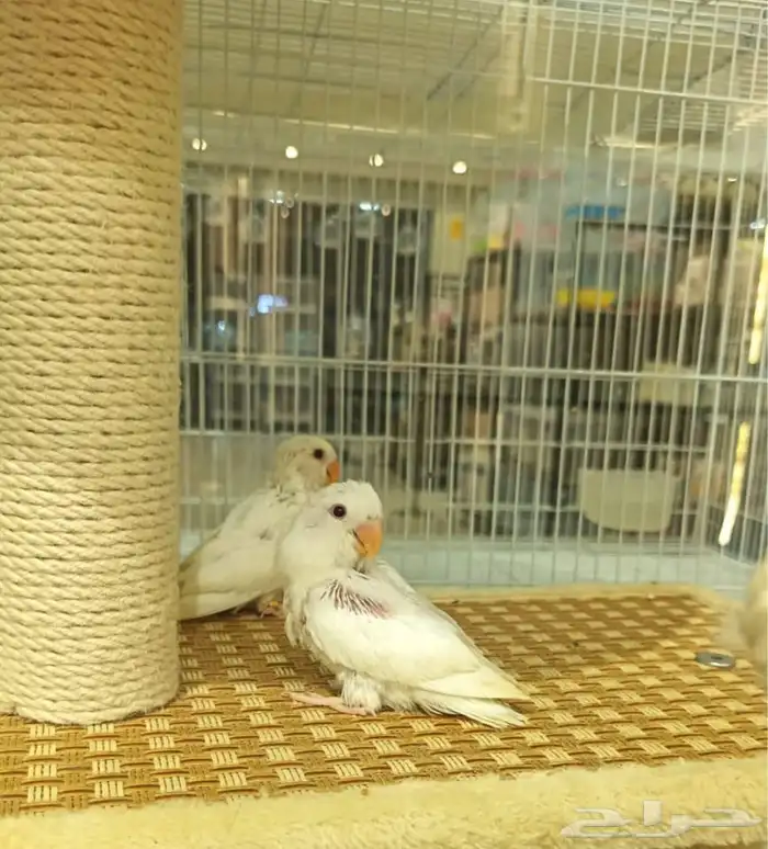 فرخ نهاية غير 2