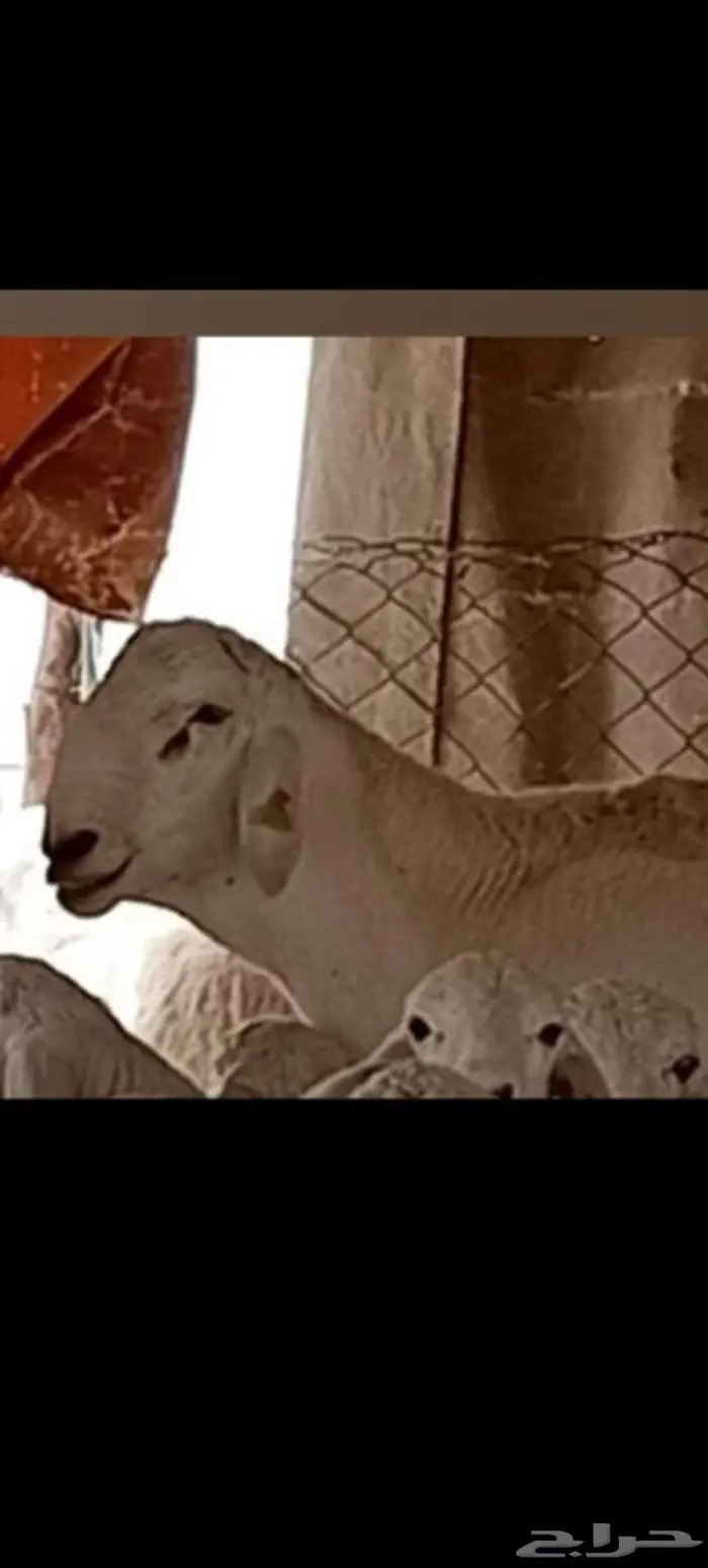 مشروع فحل فاخر 3