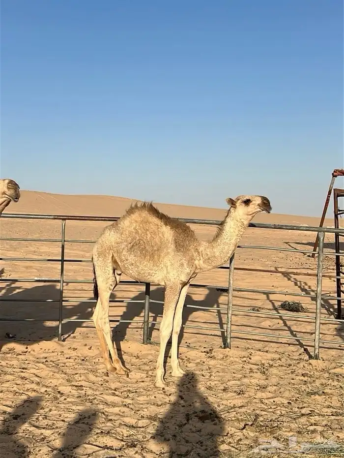 قعود كفوا 0