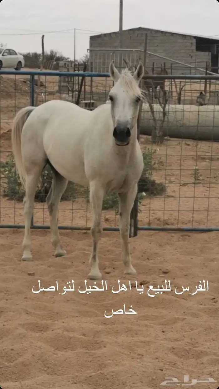 فرس شيخه التواصل رقم 1