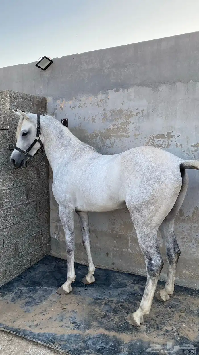 حصان مصري واهو 0