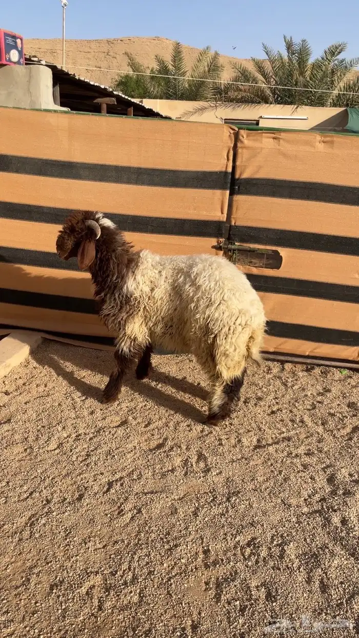 طلي نعيمي فاخر 2