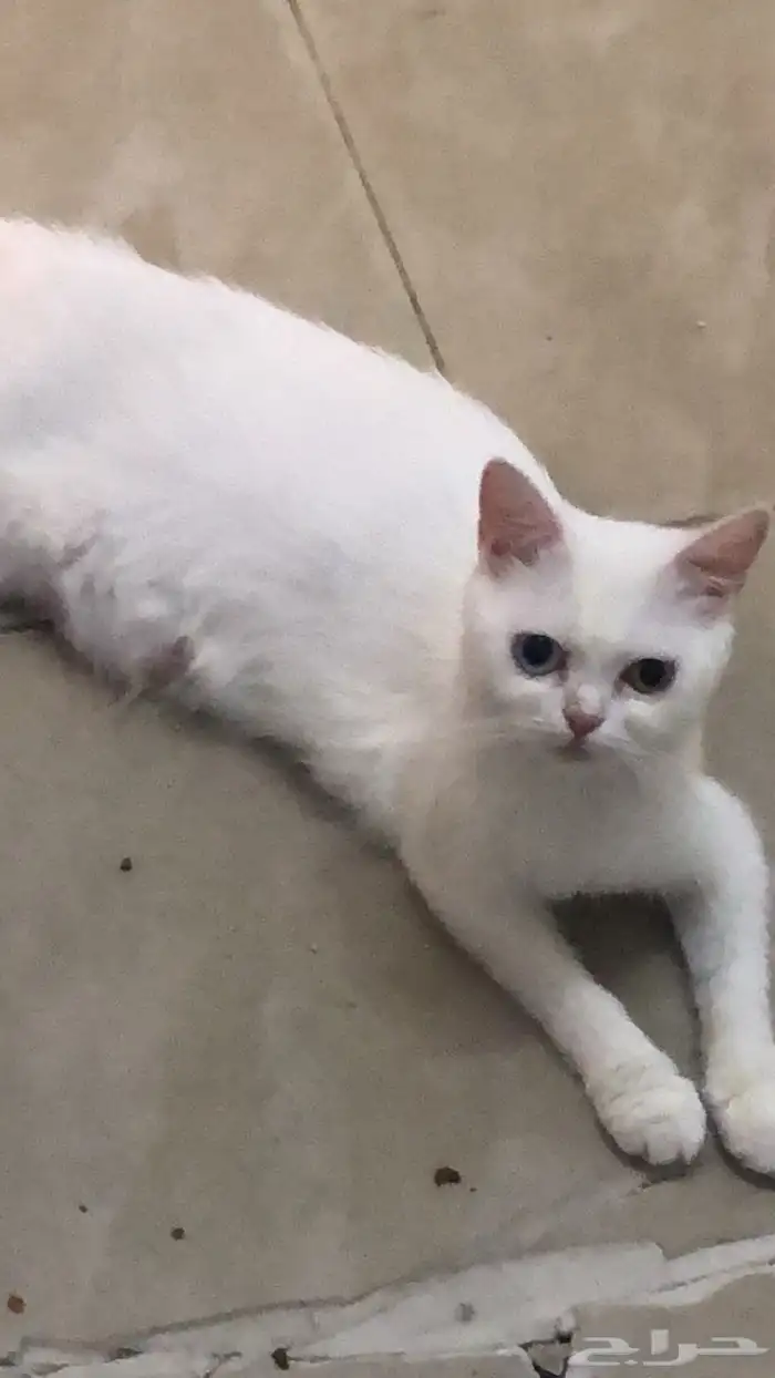 للبيع ب 250قطط 7