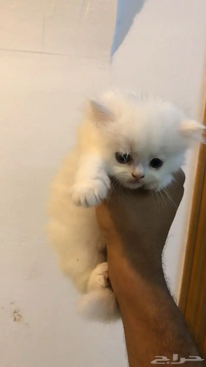 للبيع ب 250قطط 5