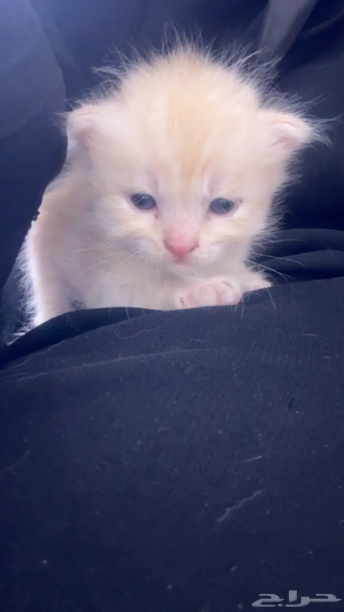 قطط للبيع 1