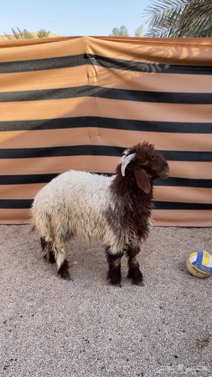 طلي نعيمي فاخر 0