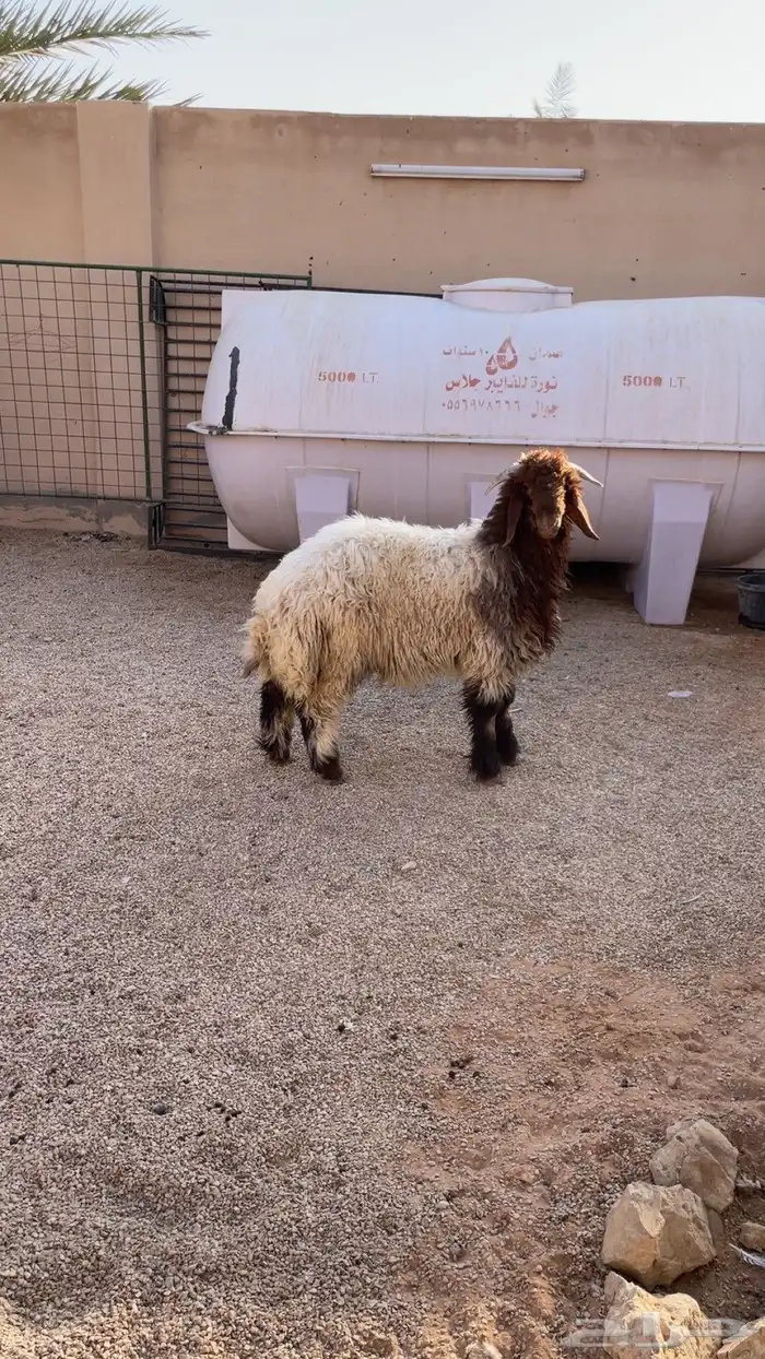 طلي نعيمي فاخر 1