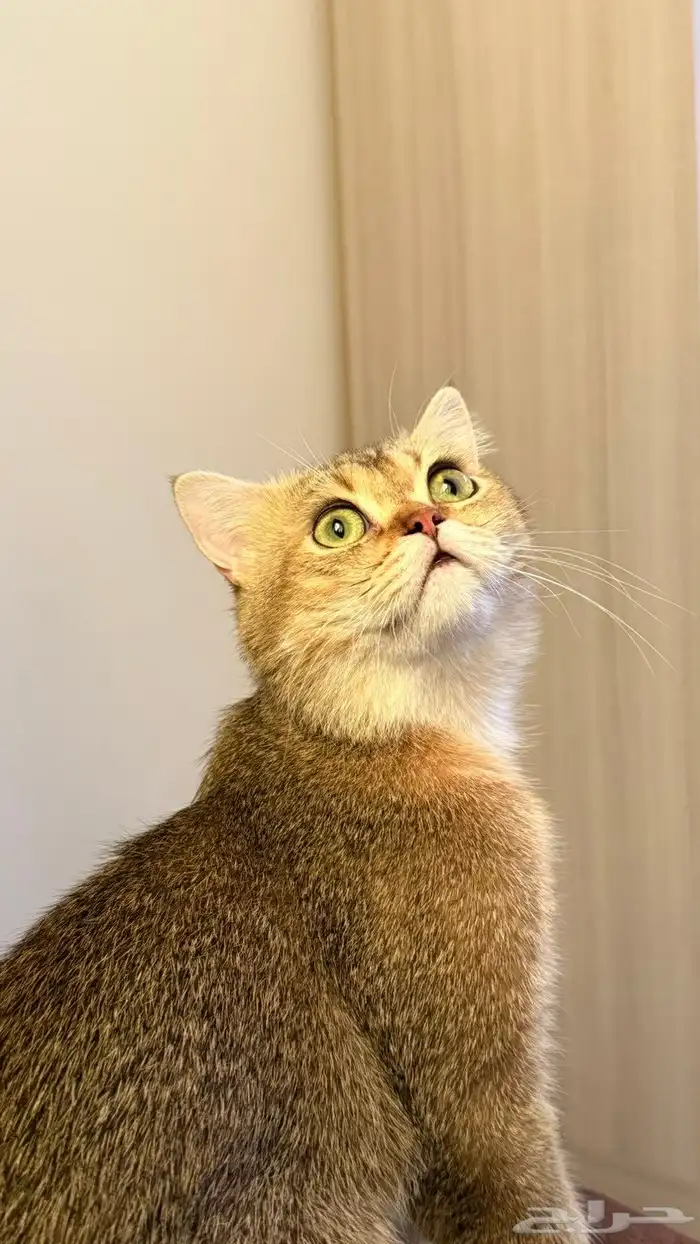 للبيع ب 250قطط 6