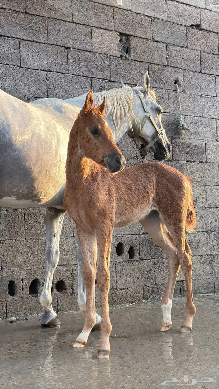 فرس شيخه التواصل رقم 3