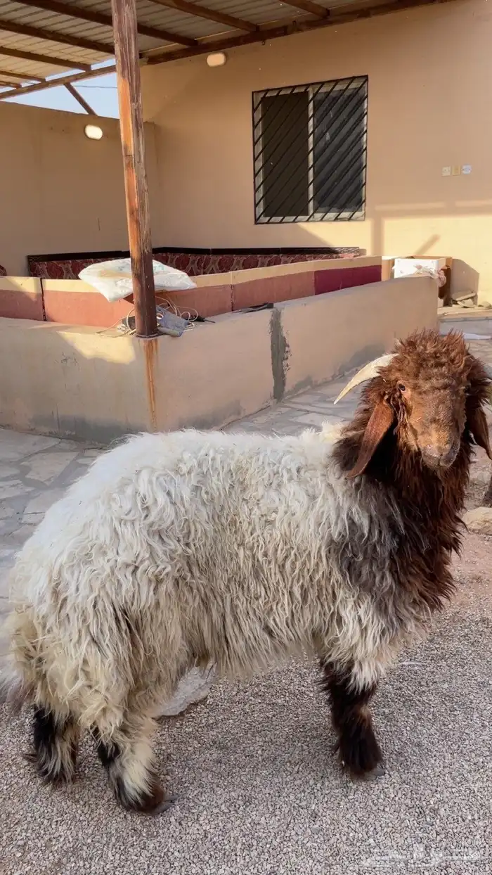 طلي نعيمي فاخر 3