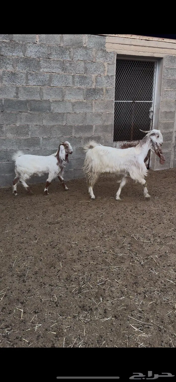 عنز ثنيه معها جفره ومضرع 0