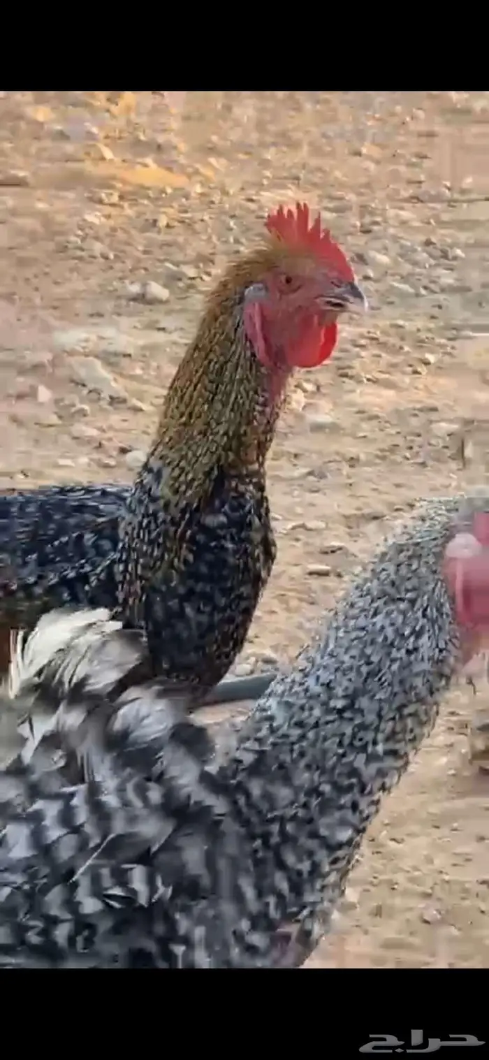 ديوك تركيه شبب الخرج 0