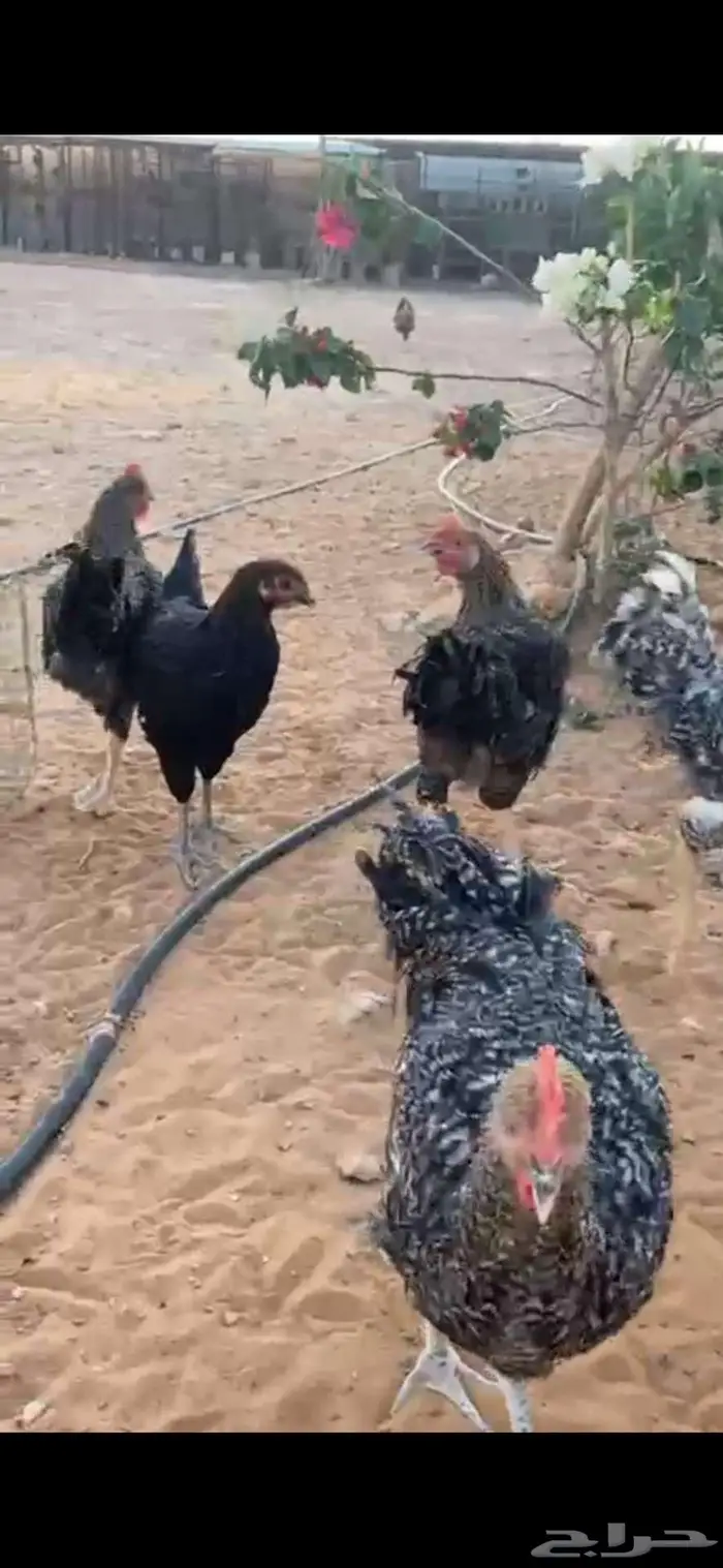 ديوك تركيه شبب الخرج 1