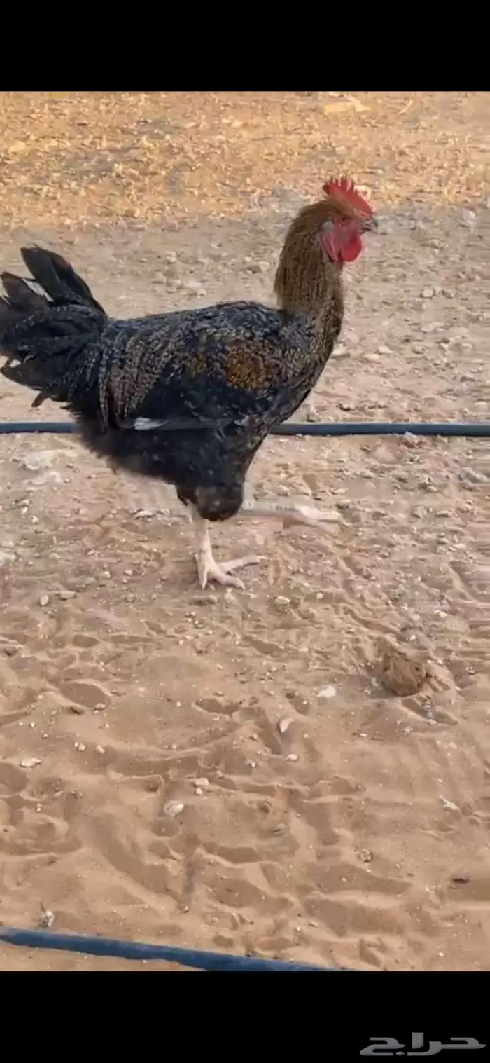 ديوك تركيه شبب الخرج 2
