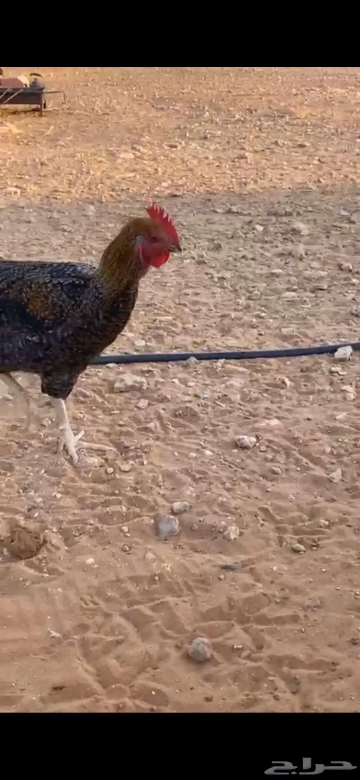ديوك تركيه شبب الخرج 3
