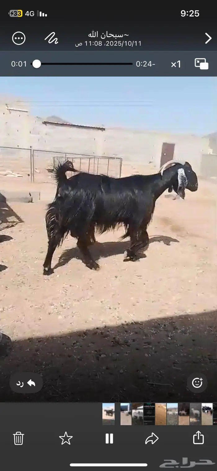 عنز مضرع فحص سونار 3