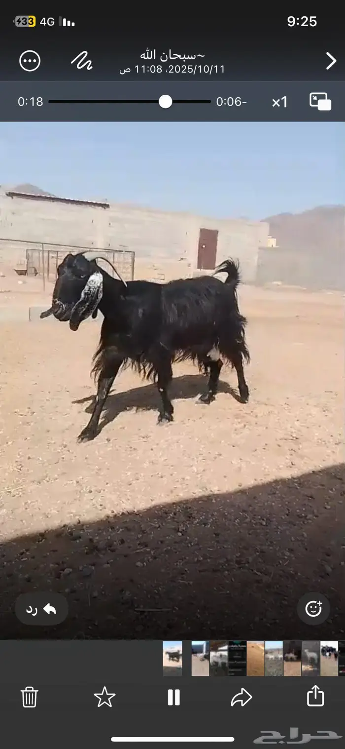 عنز مضرع فحص سونار 0