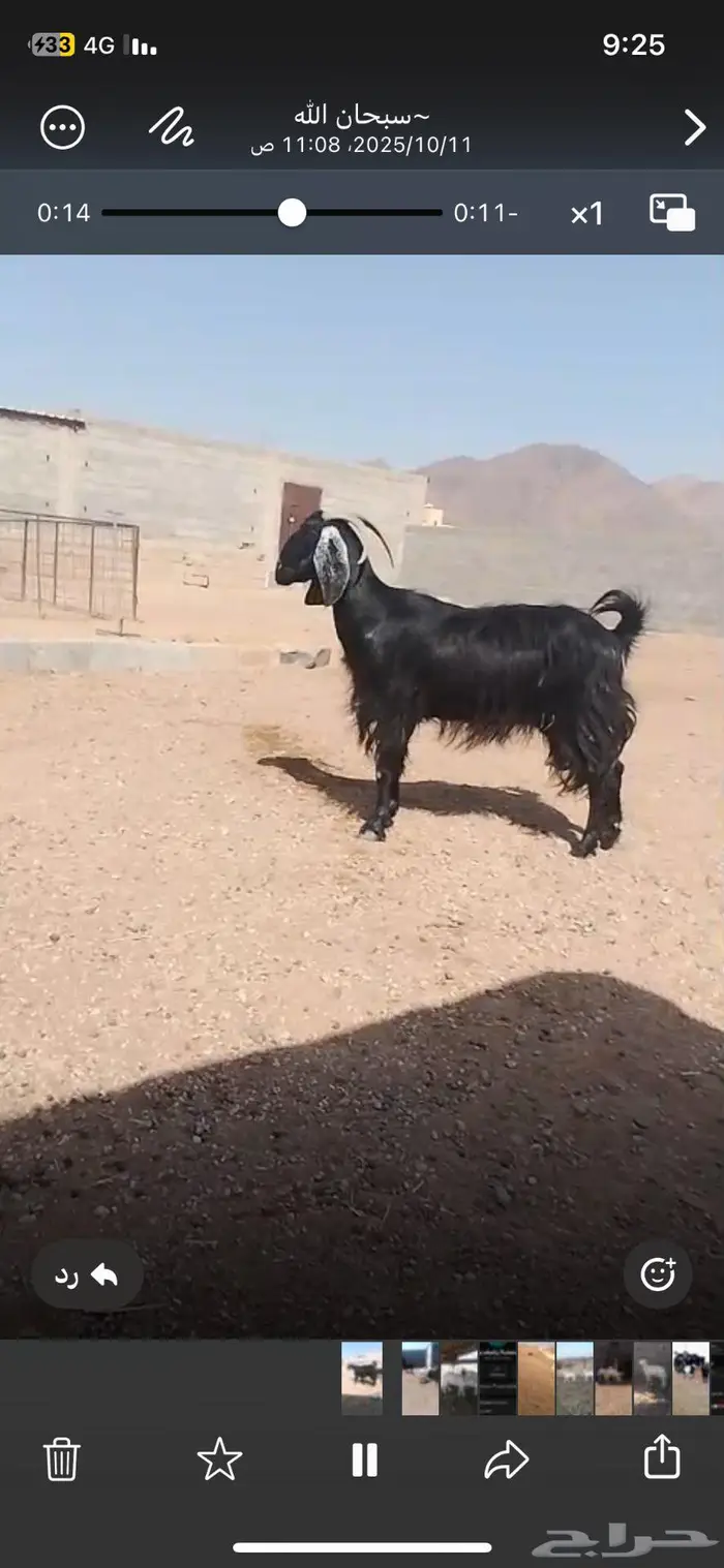 عنز مضرع فحص سونار 1