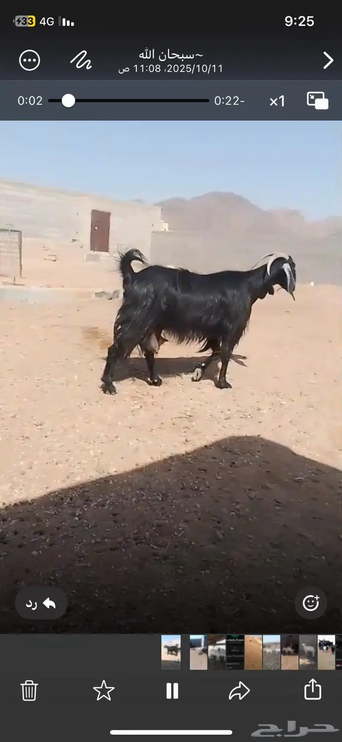 عنز مضرع فحص سونار 2