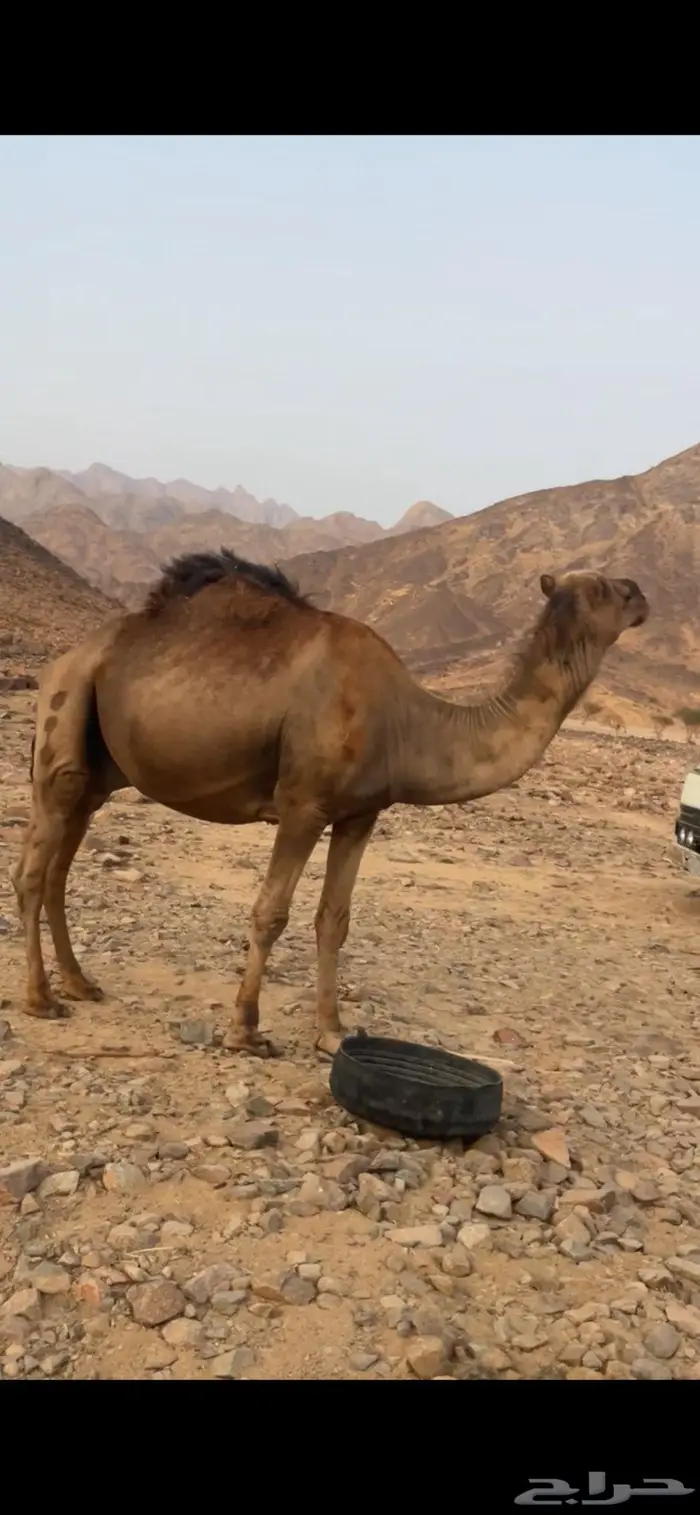 جمل احمر 1