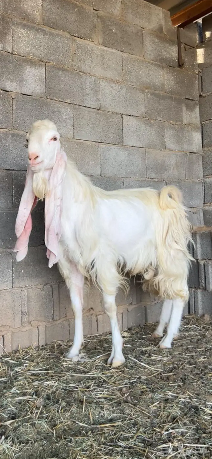 تيس مطور ابرص 1