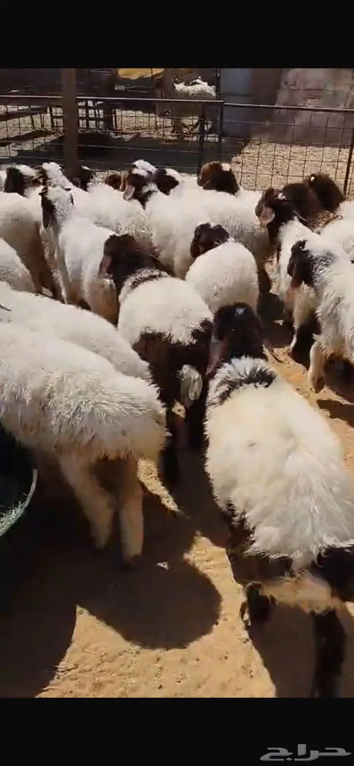 بهم نعيم هرفي مفاطيم 2
