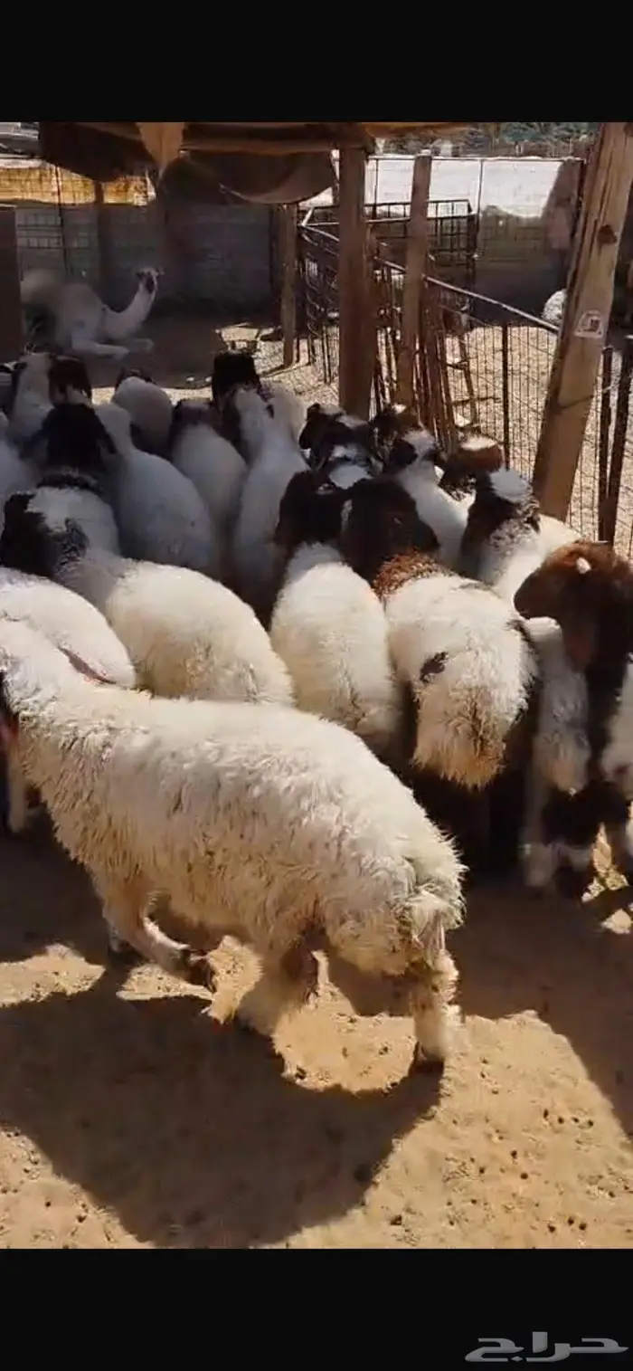 بهم نعيم هرفي مفاطيم 4
