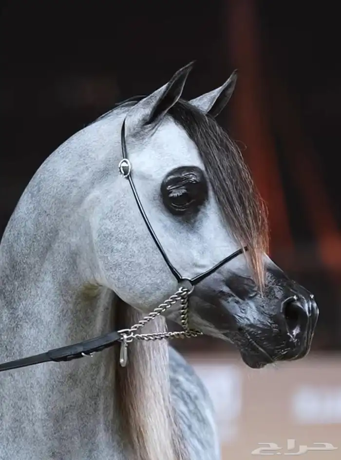 حلاقه خيل تجهيز جمال بطولات 0