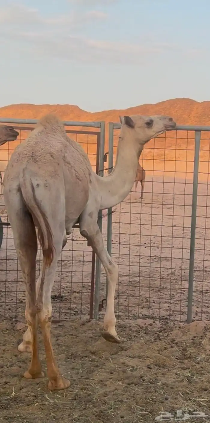 قعود اصيل للبيع 1