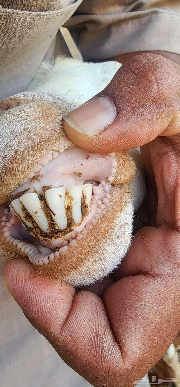 عنز معها اثنين 2