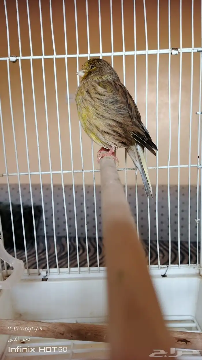 للبيع أنثى كناري جولستر تم البيع 2