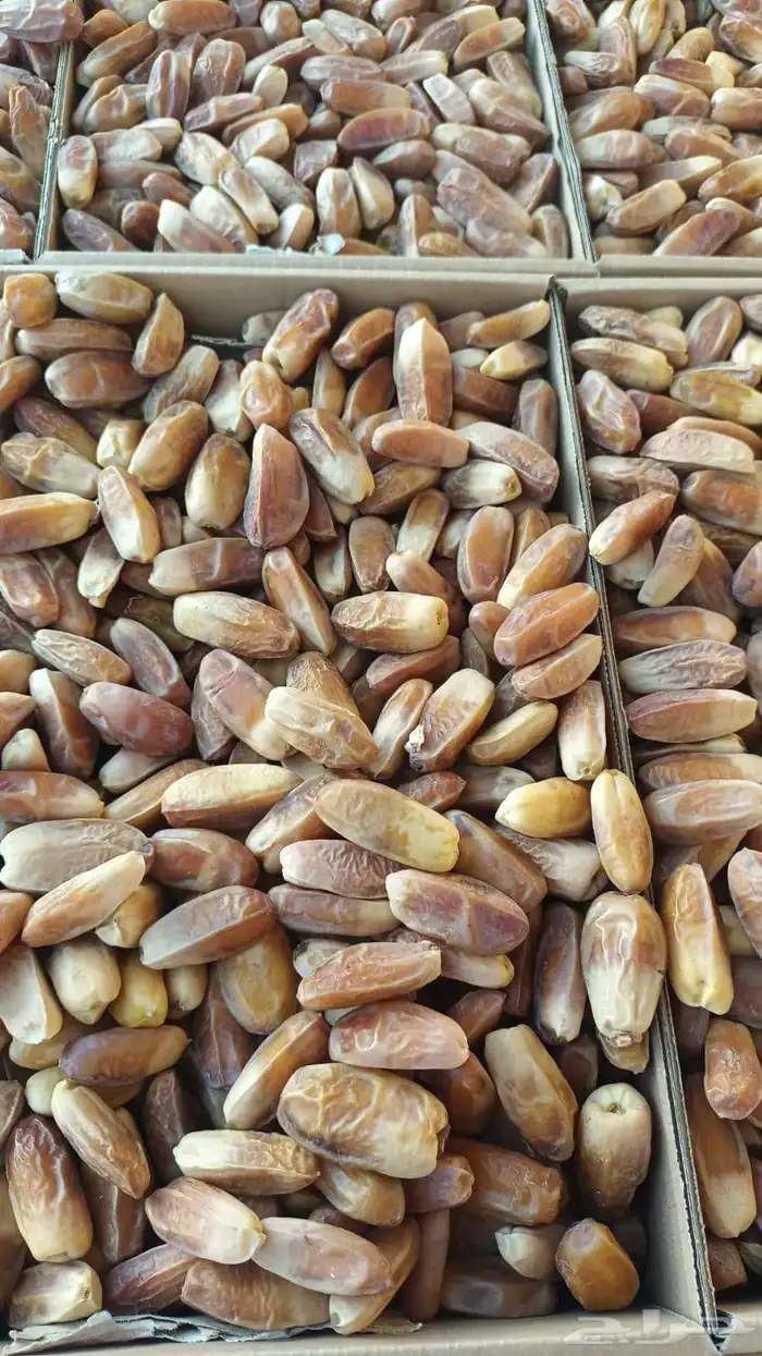 متوفر شيص صقعي 0