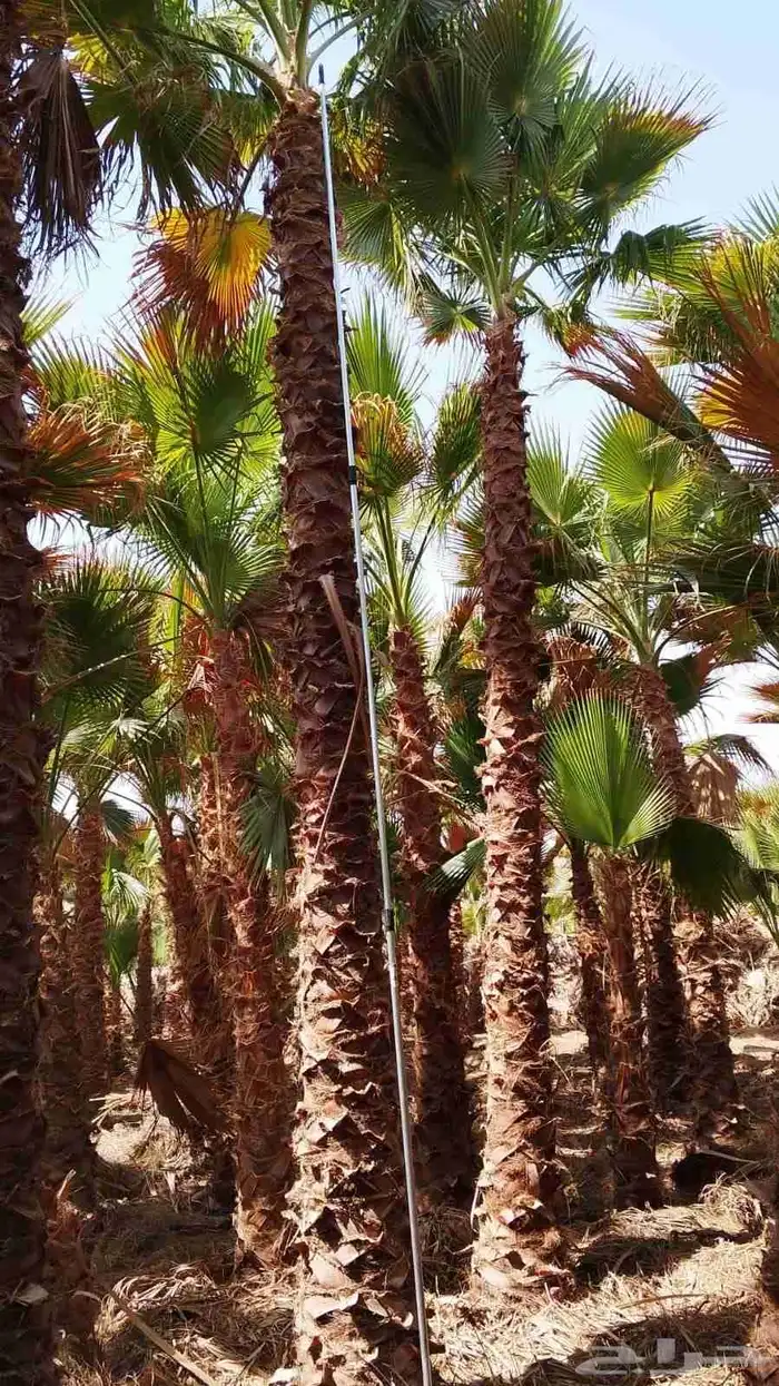 نخل واشنطن زينه درجه اولى وأشجار مختلفة الأنواع 0
