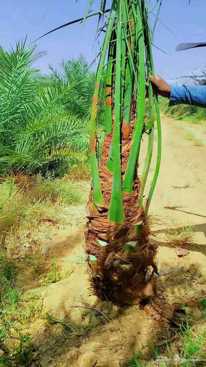 نخيل 4