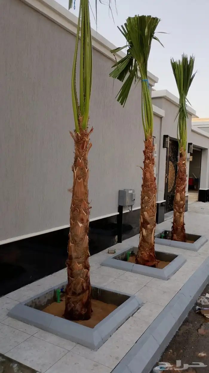 نخل واشنطني ملكي 3