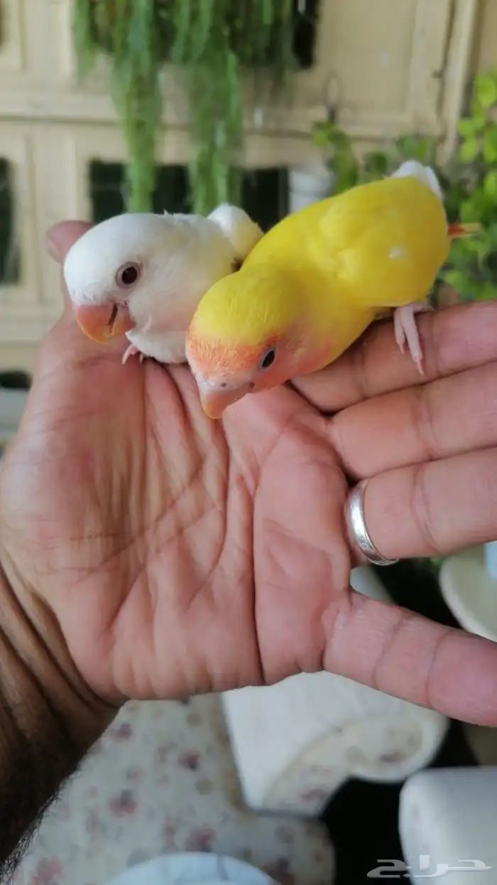 للبيع طقطق حبتين 1
