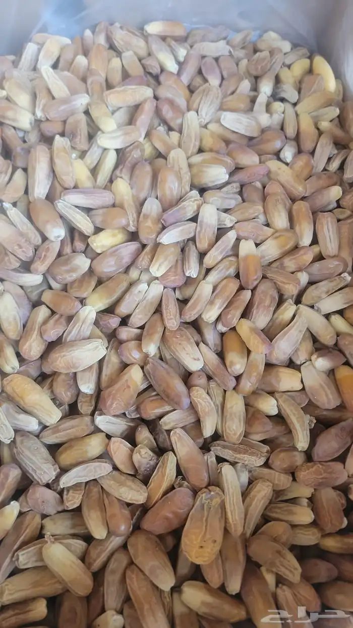 متوفر شيص صقعي 0