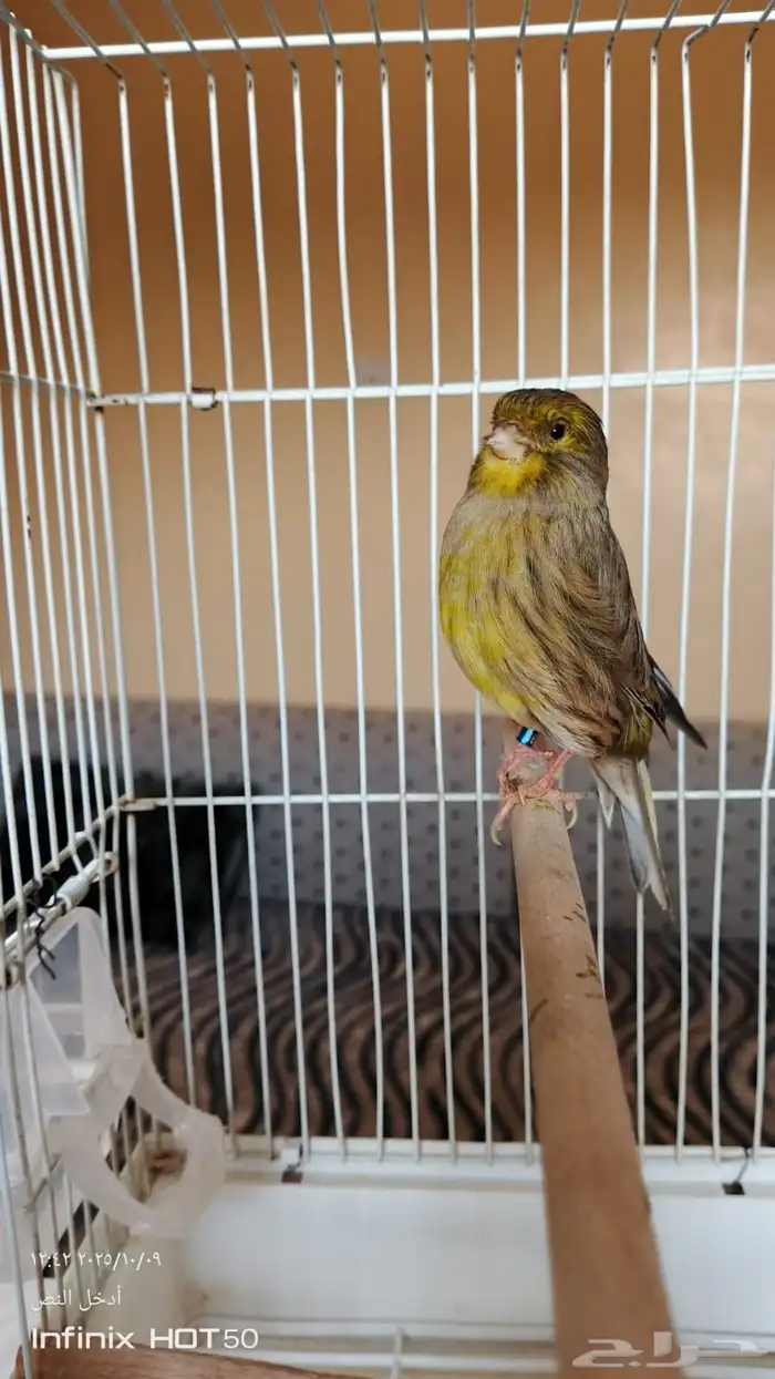 للبيع أنثى كناري جولستر تم البيع 1