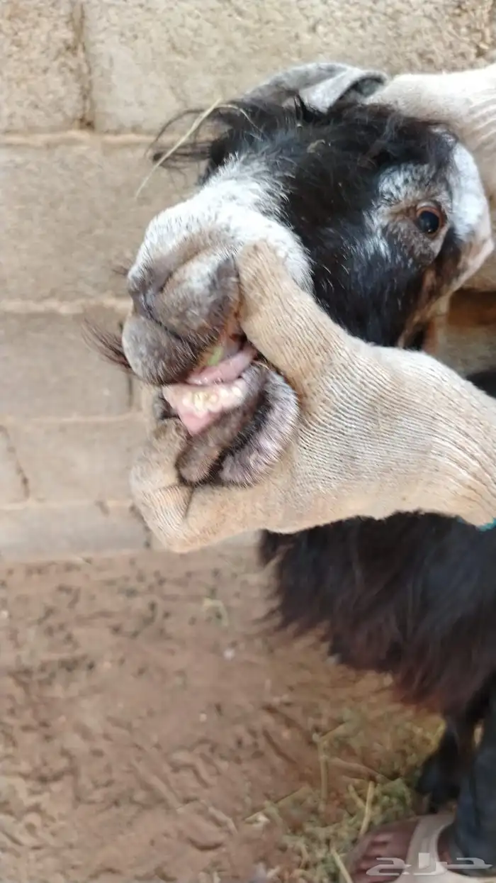 معزا عوارض للبيع 1