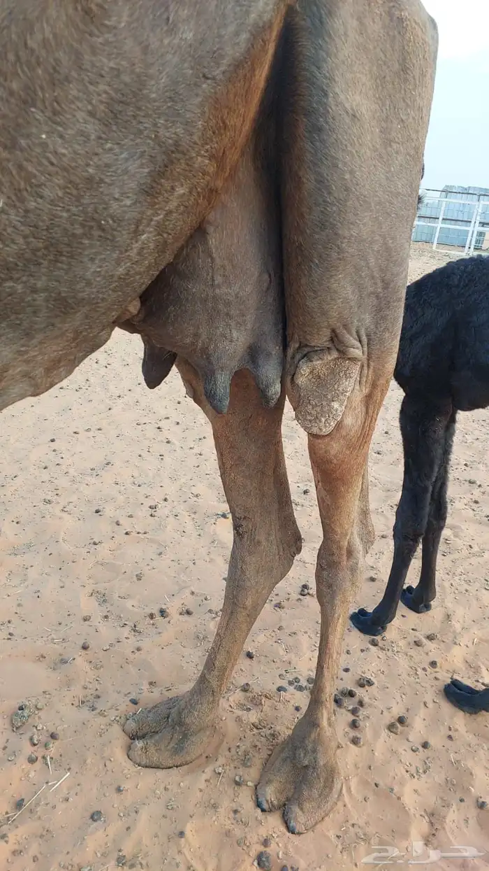 خلفه للبيع ام خامس تحتها قعود لبنها واجد 0