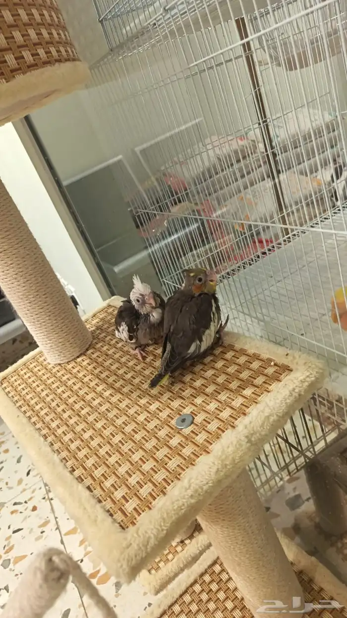 فرخ نهاية غير 1