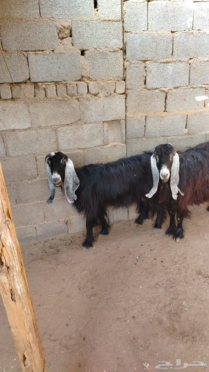 معزا عوارض للبيع 3