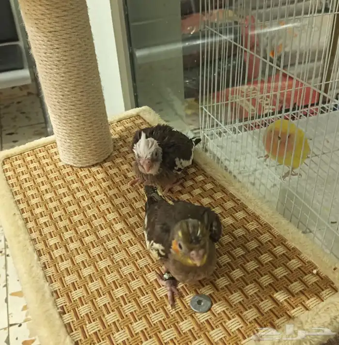 فرخ نهاية غير 0